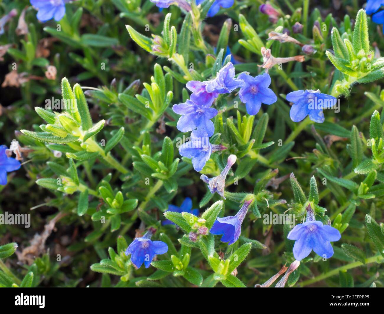 Close up macro of blue flowers of Lithodora diffusa, Heavenly Blue, Selective focus, bokeh background Stock Photo
