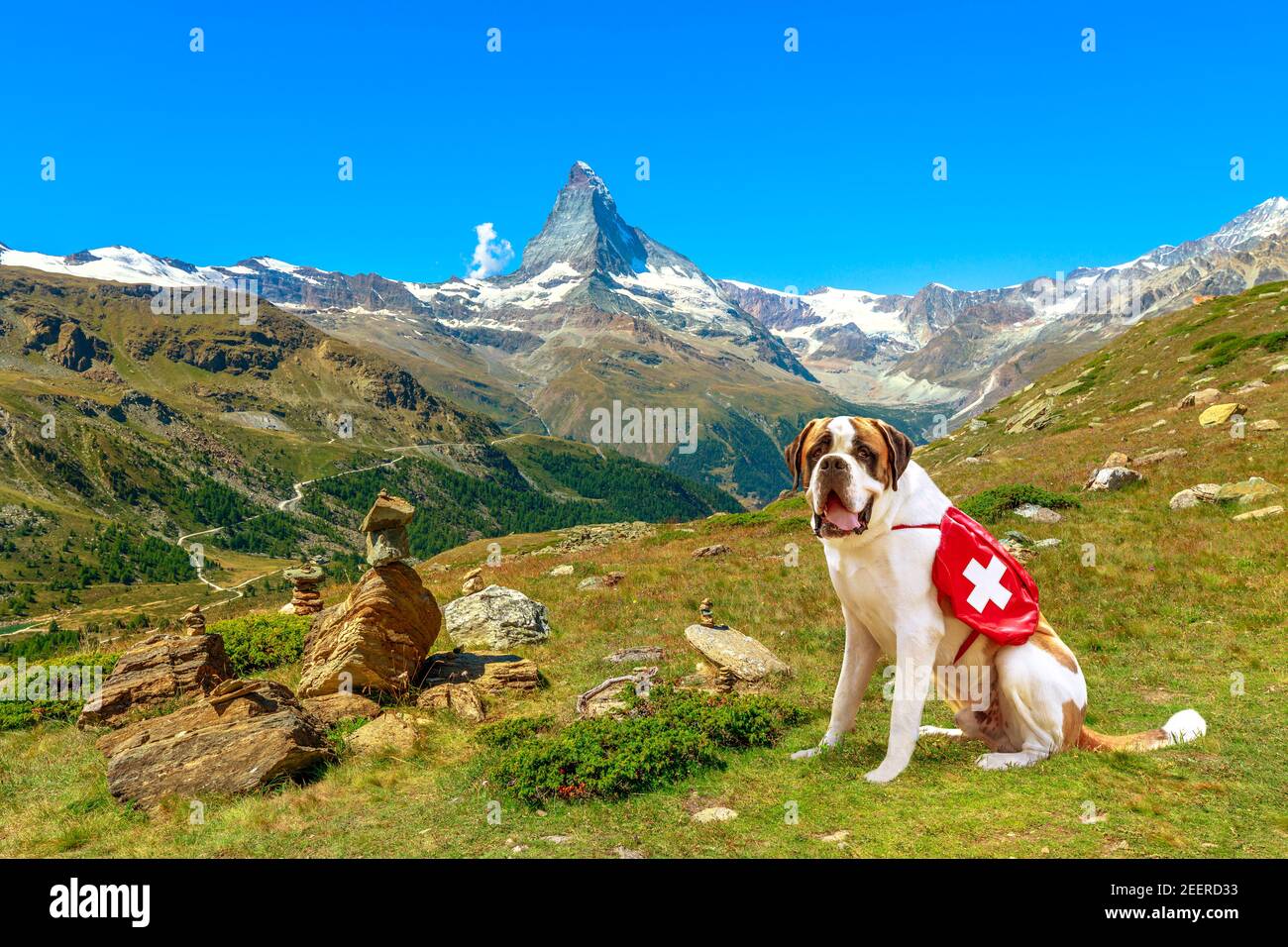 St. Bernard rescue dog standing in Zermatt, Canton of Valais, Switzerland, with Mount Matterhorn or Monte Cervino or Mont Cervin along the 5 Lakes Stock Photo