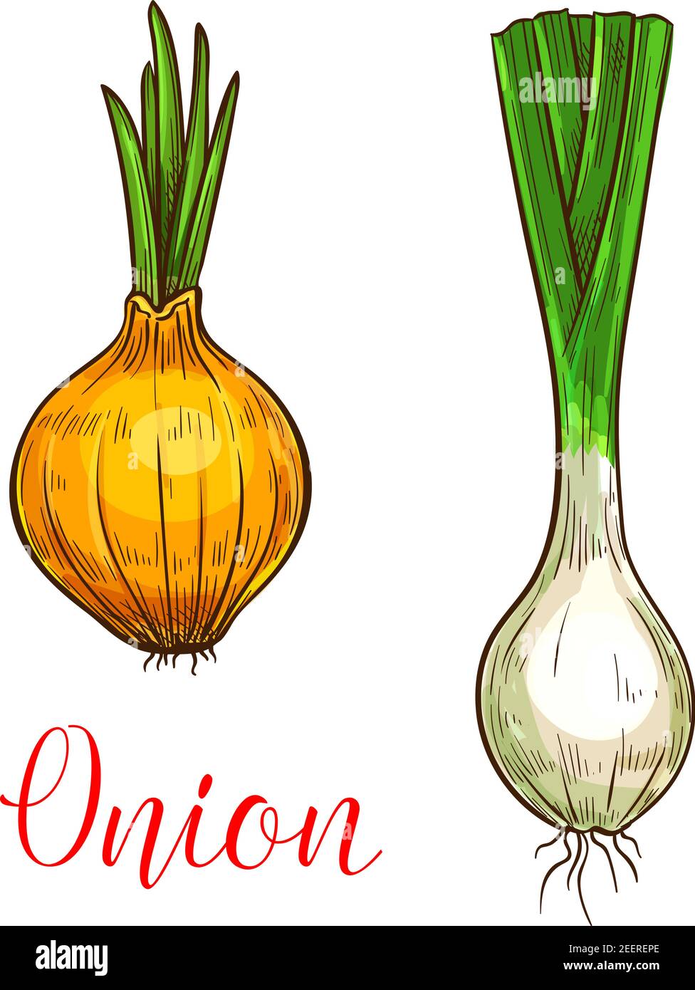 Onion leek sketch icon. Vector isolated symbol of fresh garlic