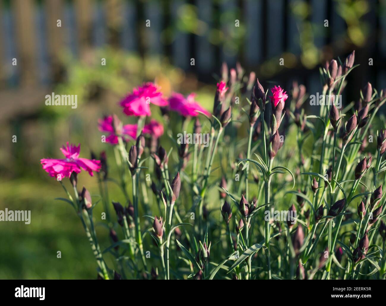 Close-up blooming carnation glory flowers, Dianthus caryophyllus, clove pink, species of Dianthus deltoides, vibrant color bokeh garden background Stock Photo