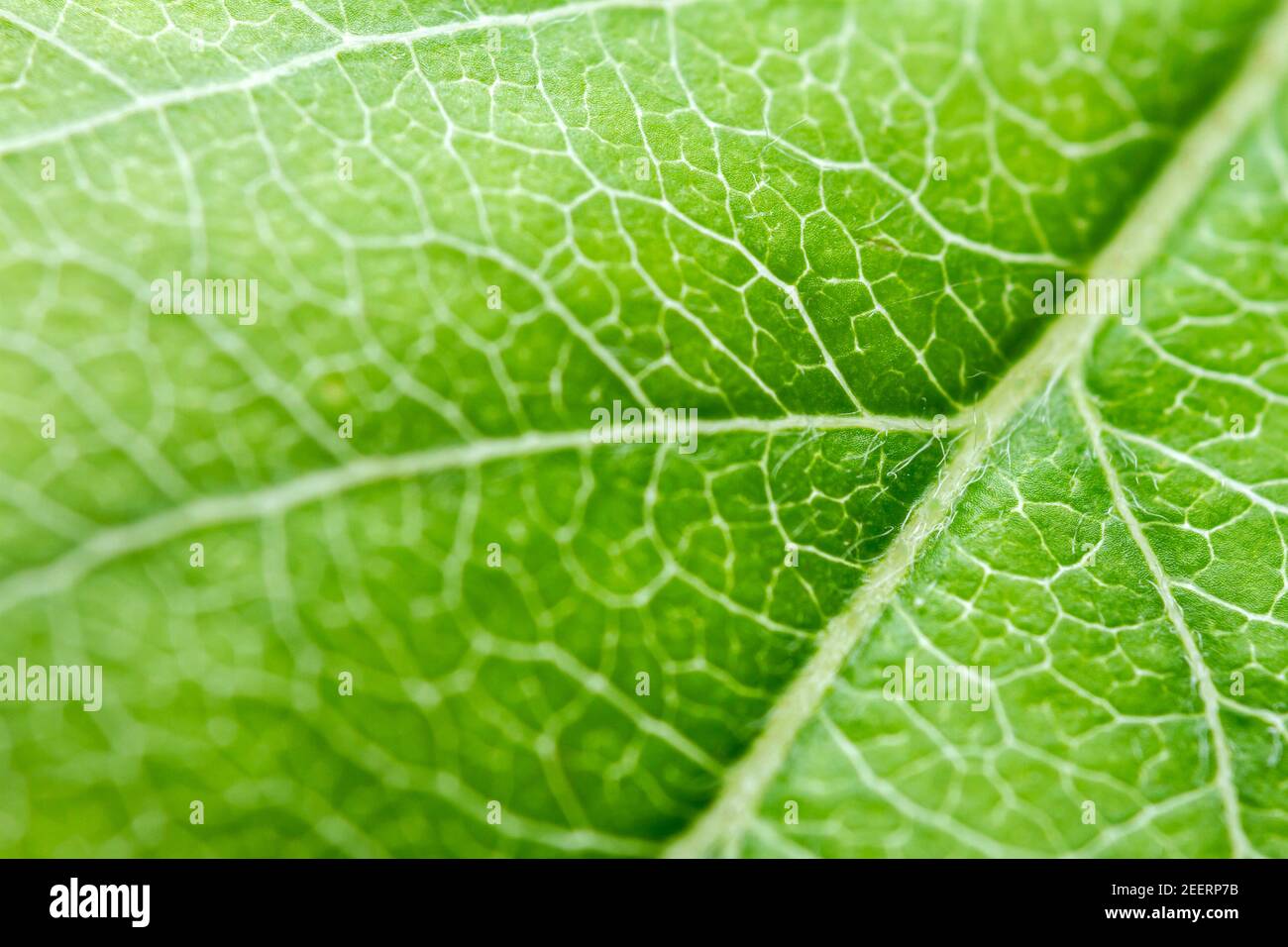 Extreme closeup of a apple leaf showing leaf veins Stock Photo Alamy