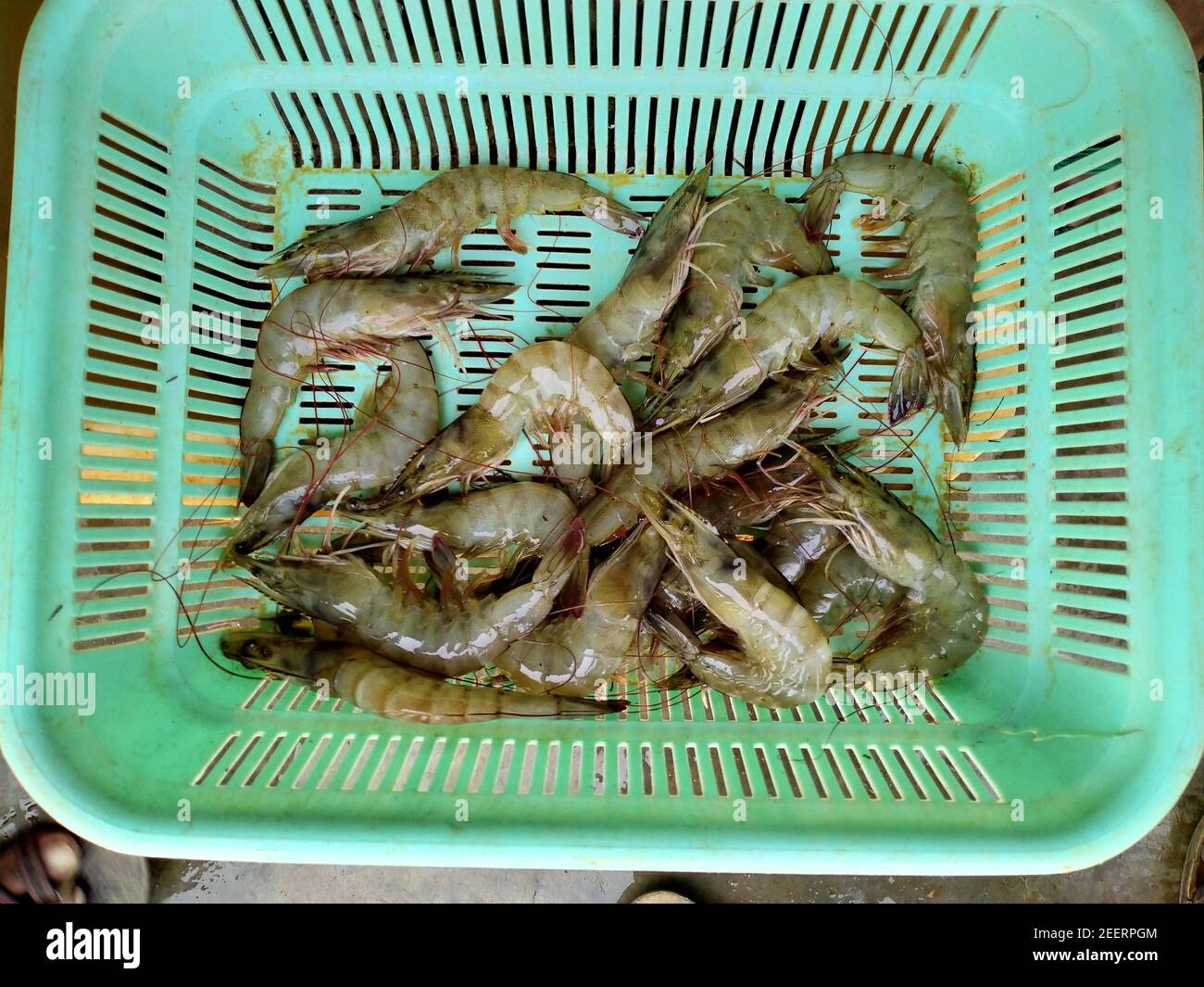 freshly harvested shrimp in basket shrimp and prawn culture in india Stock Photo Alamy