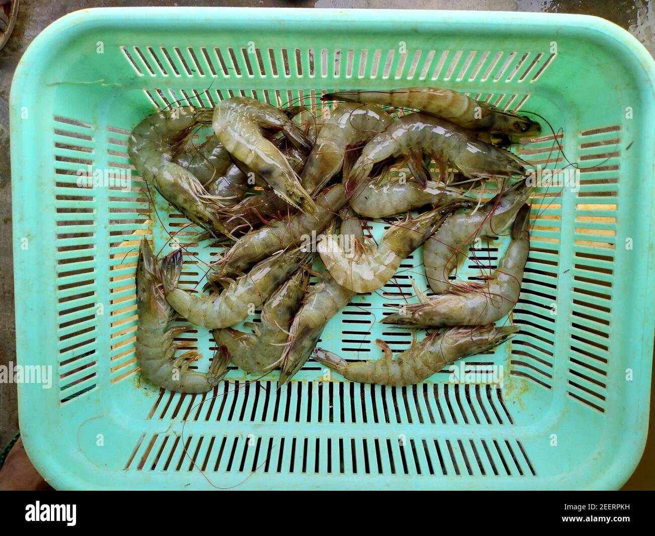 freshly harvested shrimp in basket shrimp and prawn culture in india Stock Photo Alamy