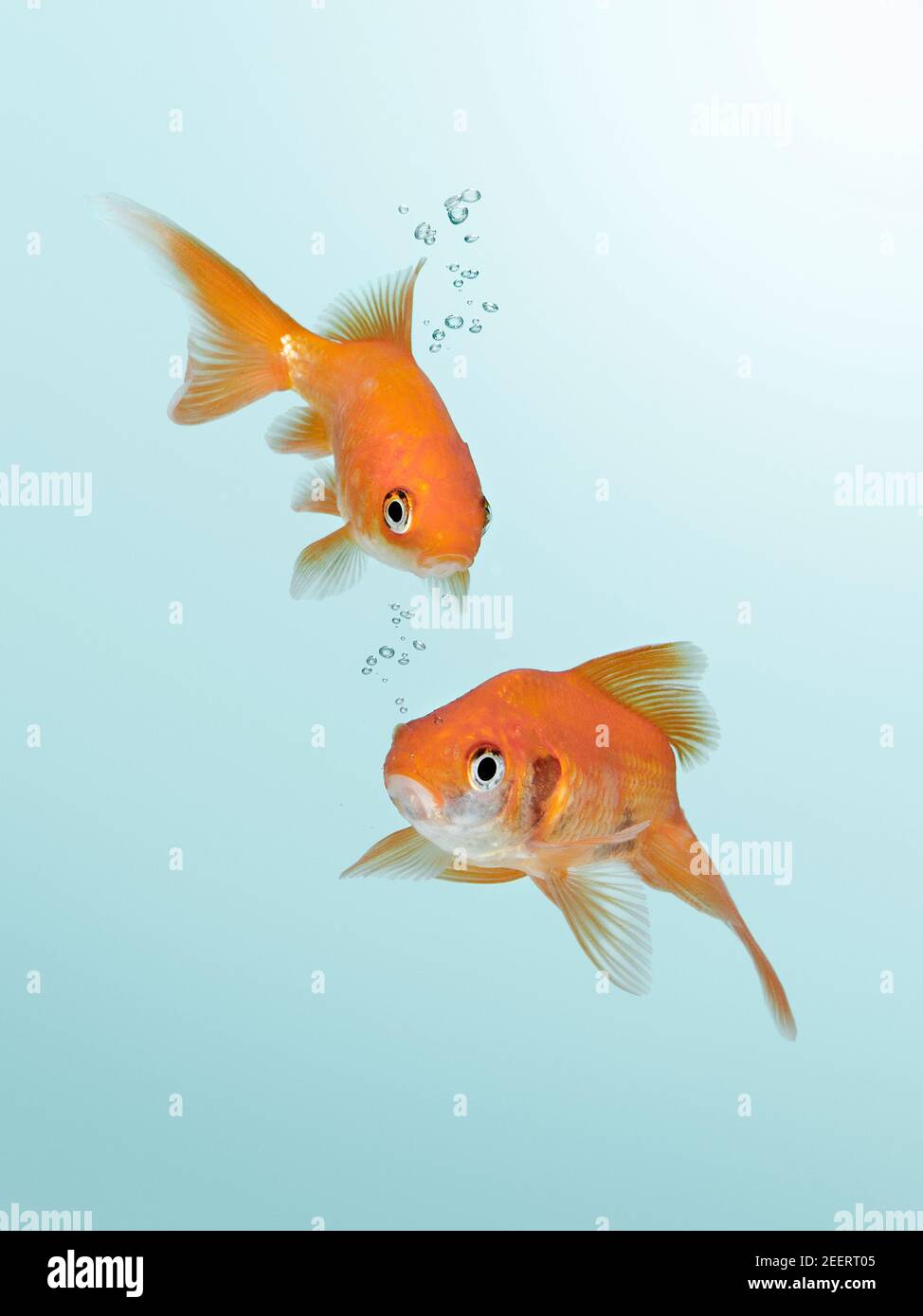 Two Goldfish In Water Stock Photo