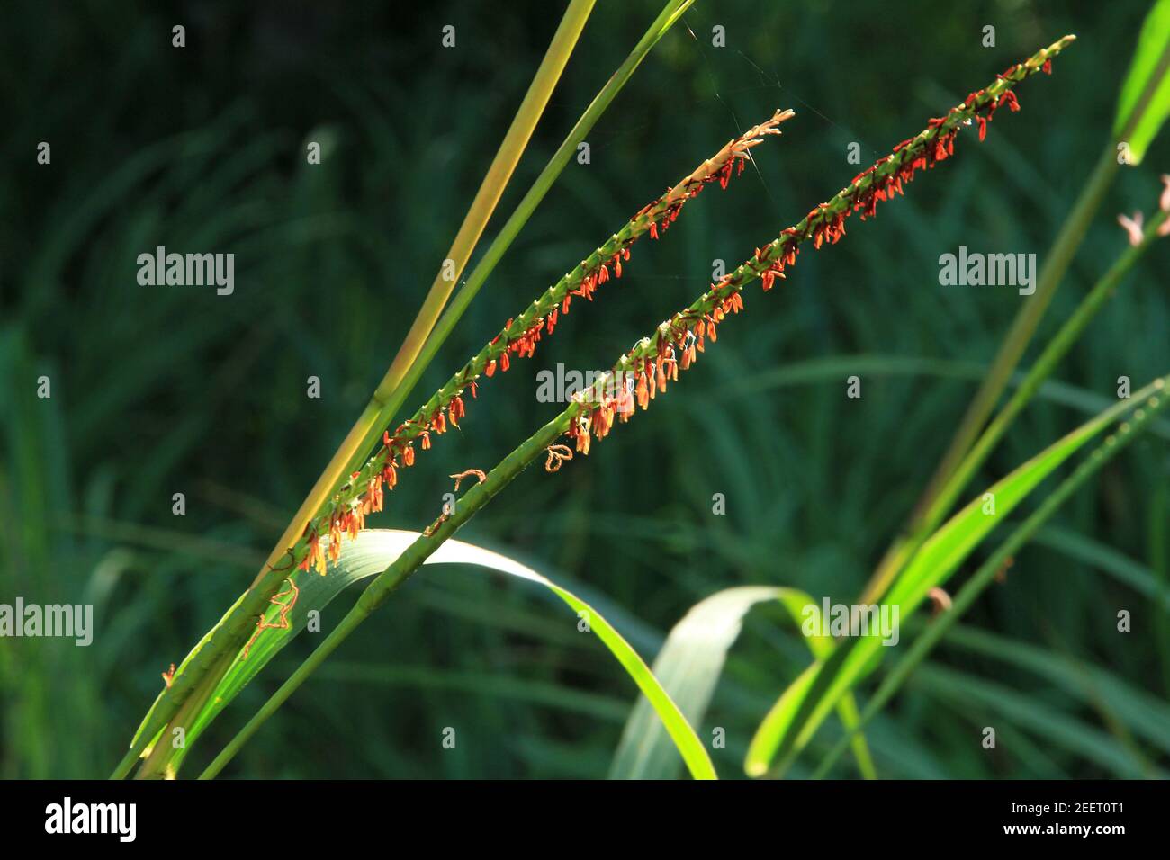 Flowering grasses Stock Photo