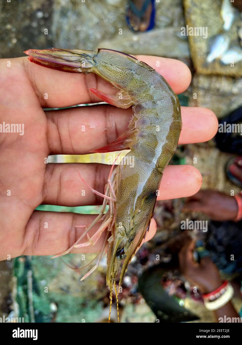 Indian white shrimp in hand shrimp and prawn culture in india Stock
