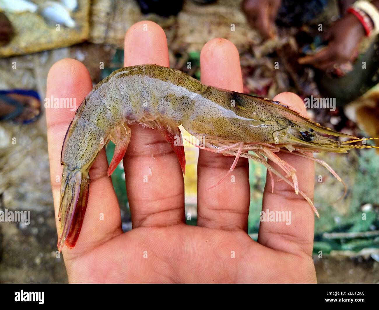 Indian white shrimp in hand shrimp and prawn culture in india Stock Photo Alamy