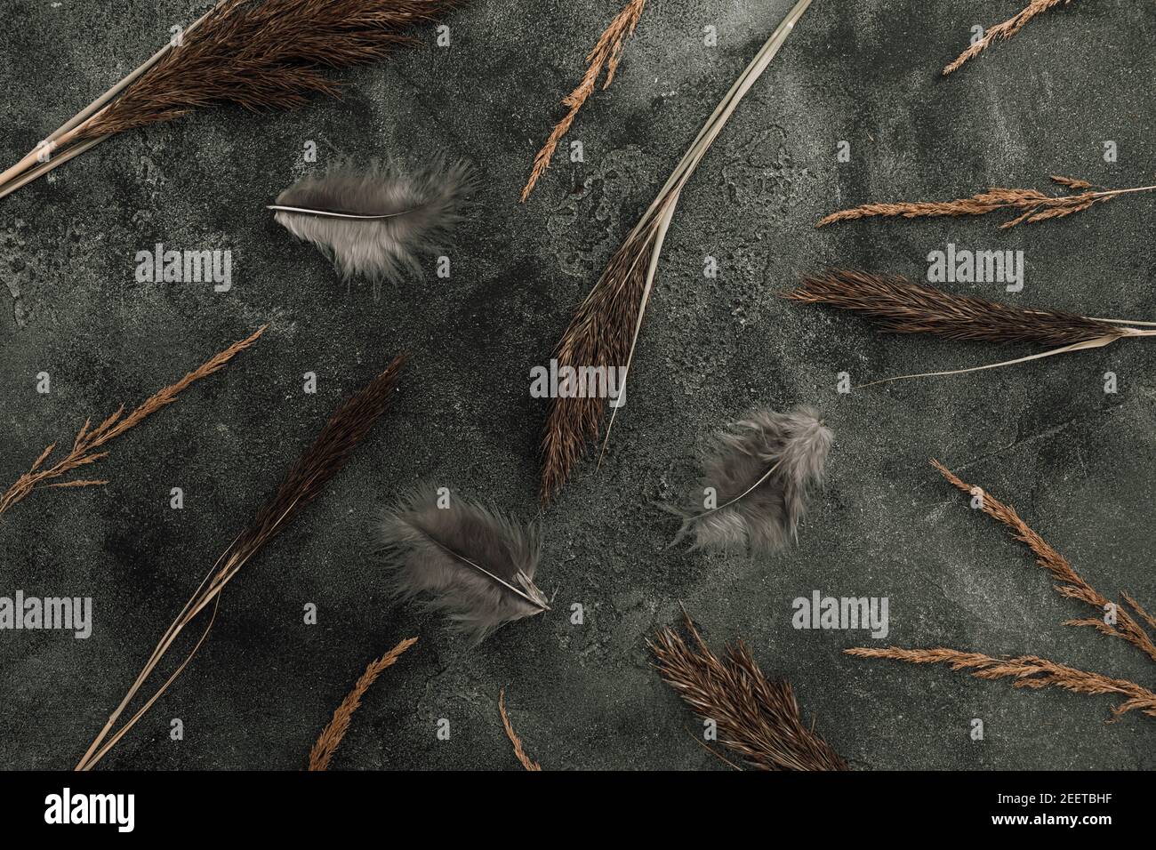 Reeds foliage branches pattern with feathers on dark background. Flat ...