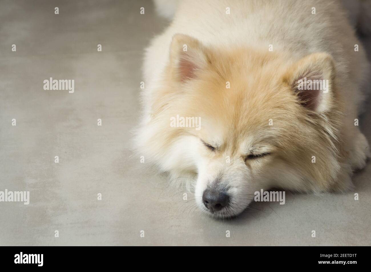 German Spitz High Resolution Stock Photography And Images Alamy
