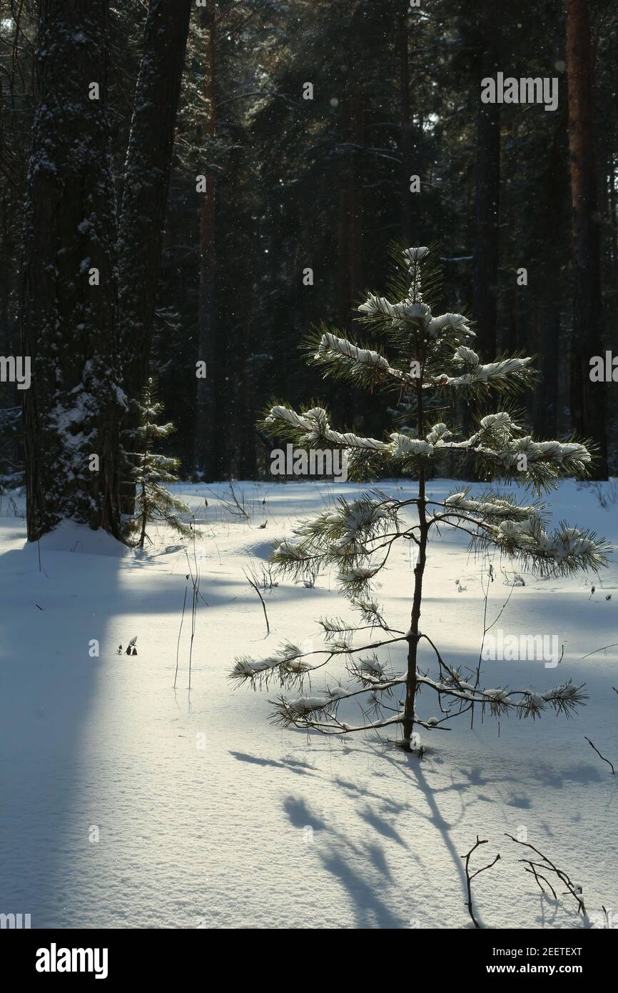 A young pine tree in the sunlight in the middle of a magical winter forest and deep snow. Beautiful blue shadows from trees on a white snow cover. Stock Photo