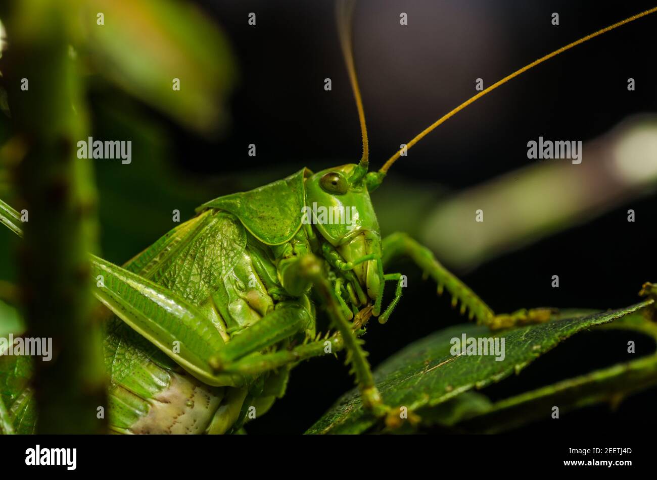 green grasshopper detail view Stock Photo