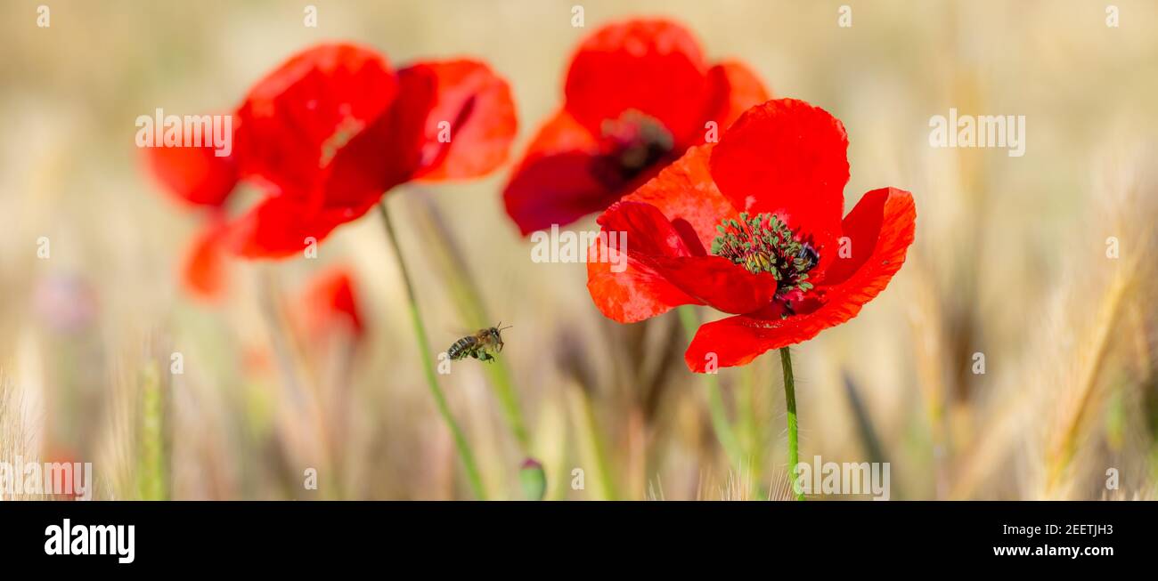 Honey bee with legs full of green pollen flying towards red poppies between cereal spikes Stock Photo