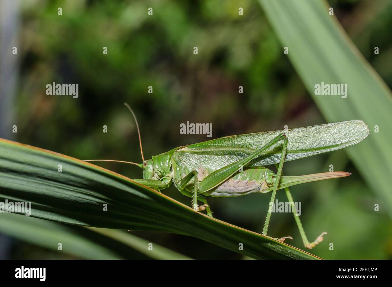 green grasshopper sitting on a leaf Stock Photo