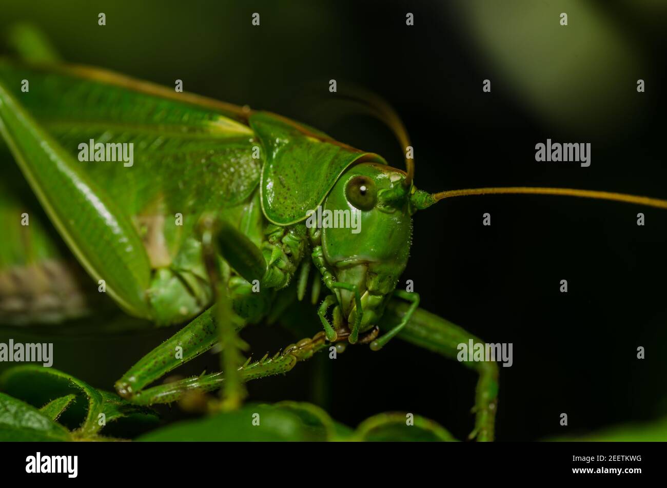 green grasshopper in spring Stock Photo