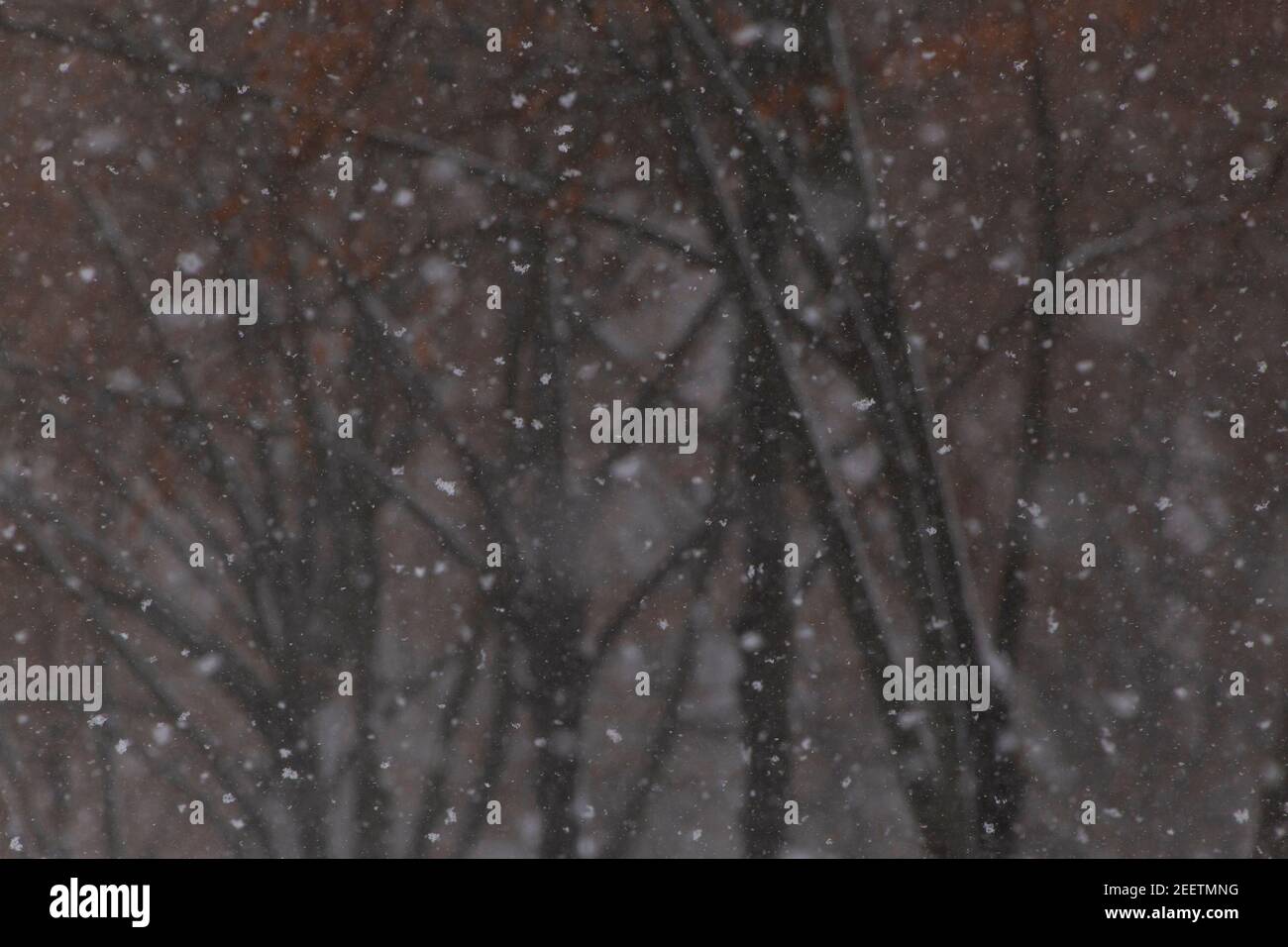 close up of snow against branches of trees in park Stock Photo