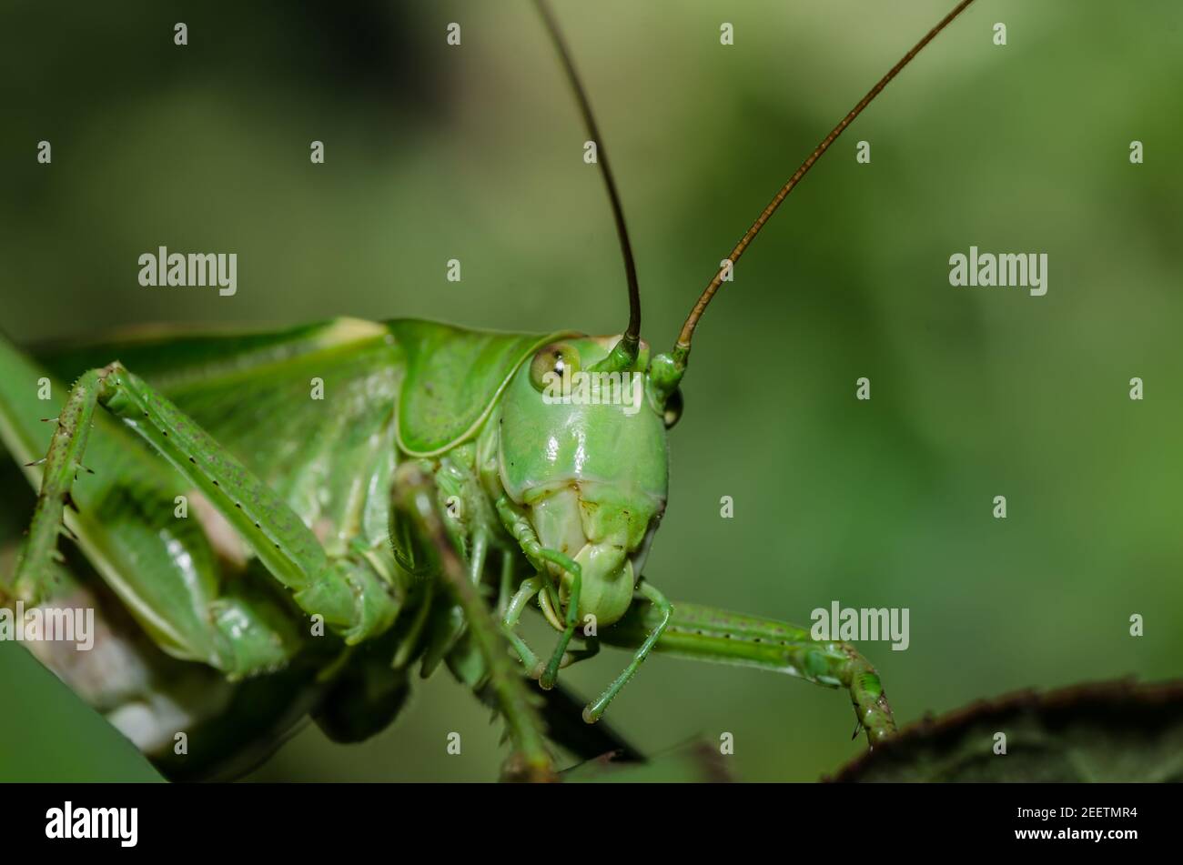 green grasshopper head in summer Stock Photo