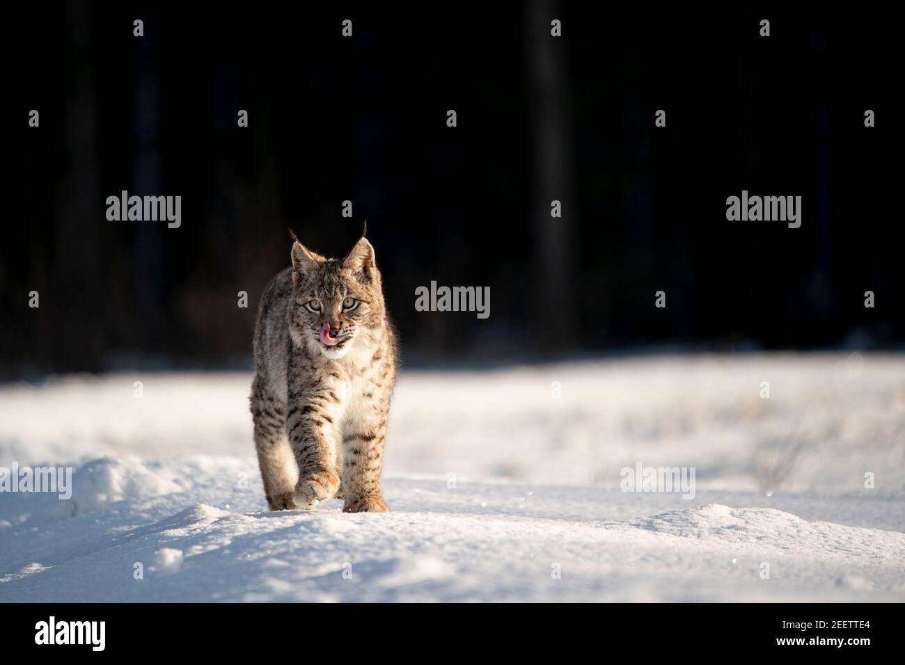 Eurasian wild cat in wild nature habitat, Czech, Europe. Lynx lynx. (CTK Photo/Ondrej Zaruba) Stock Photo