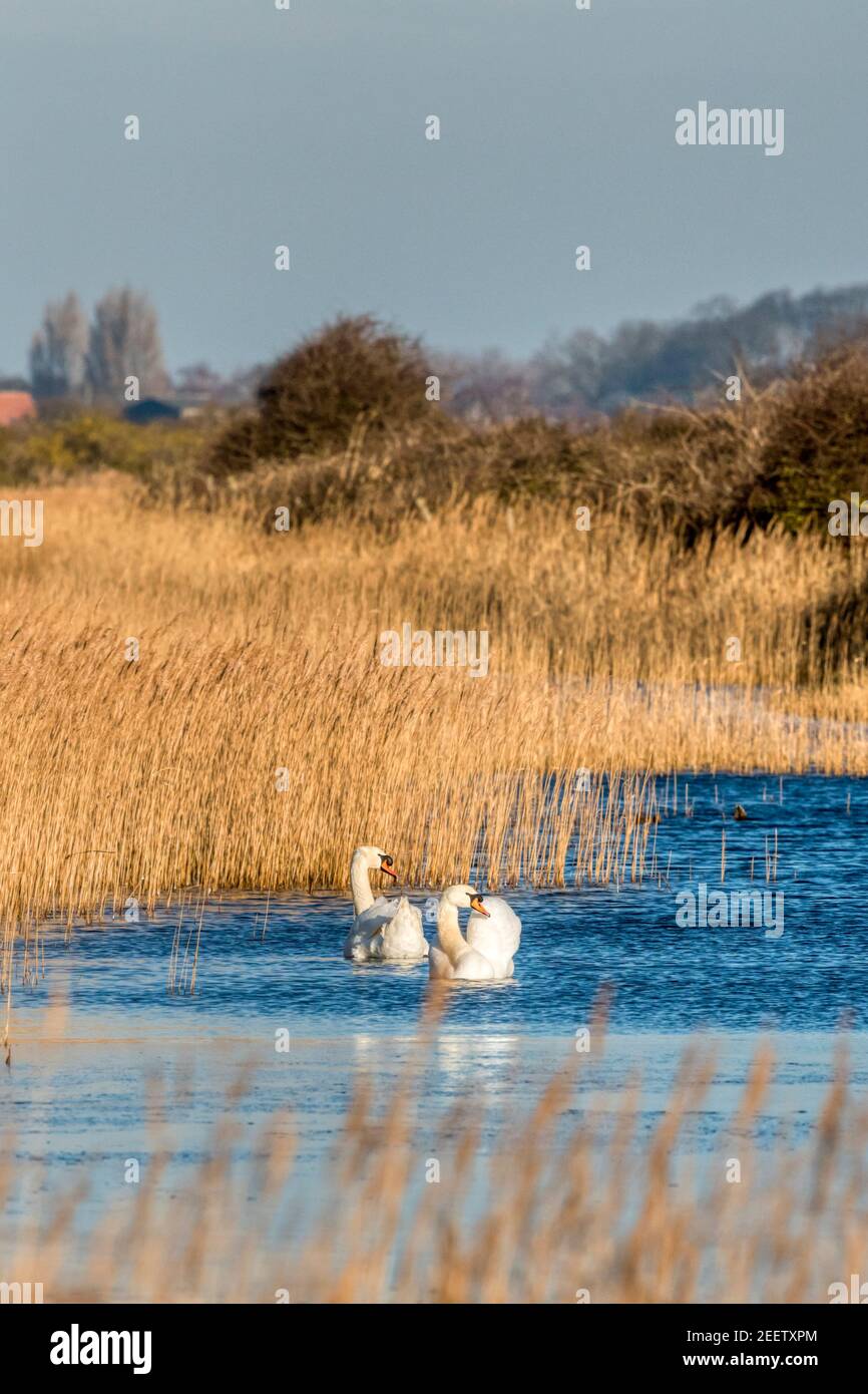 A pair of mute swans, Cygnus olor, in the reeds at Heacham Harbour on a bright winter's day. Stock Photo