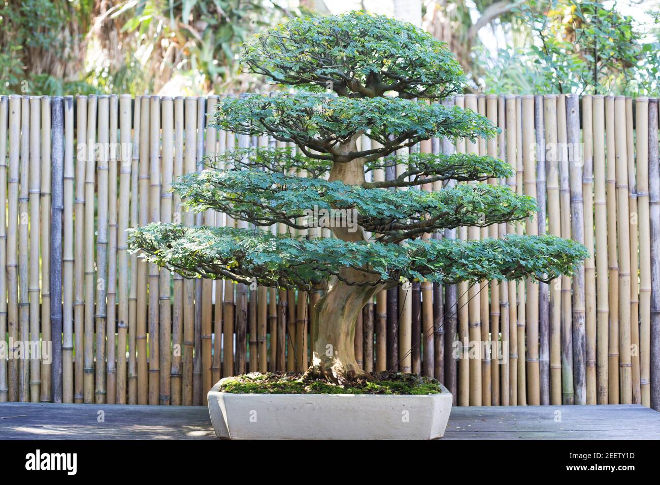 s shaped bonsai tree S-Shape Bonsai