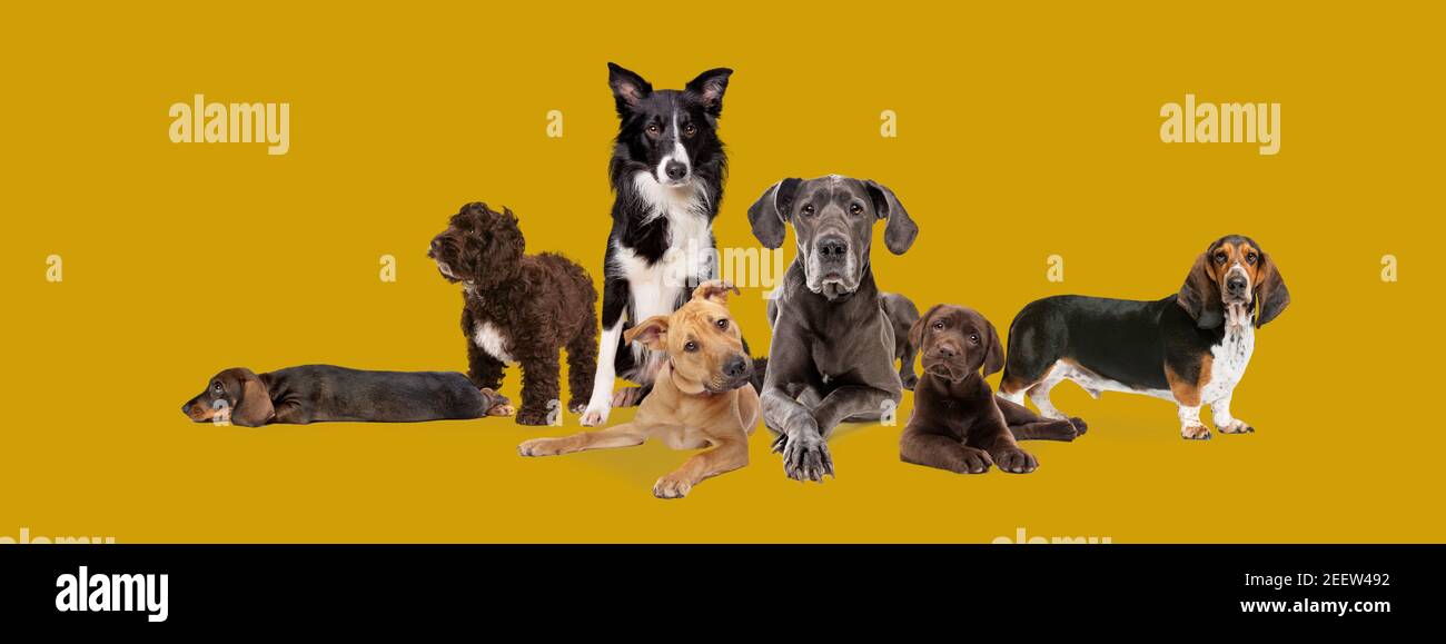 seven different dog breeds posing in front of a mustard coloured background Stock Photo