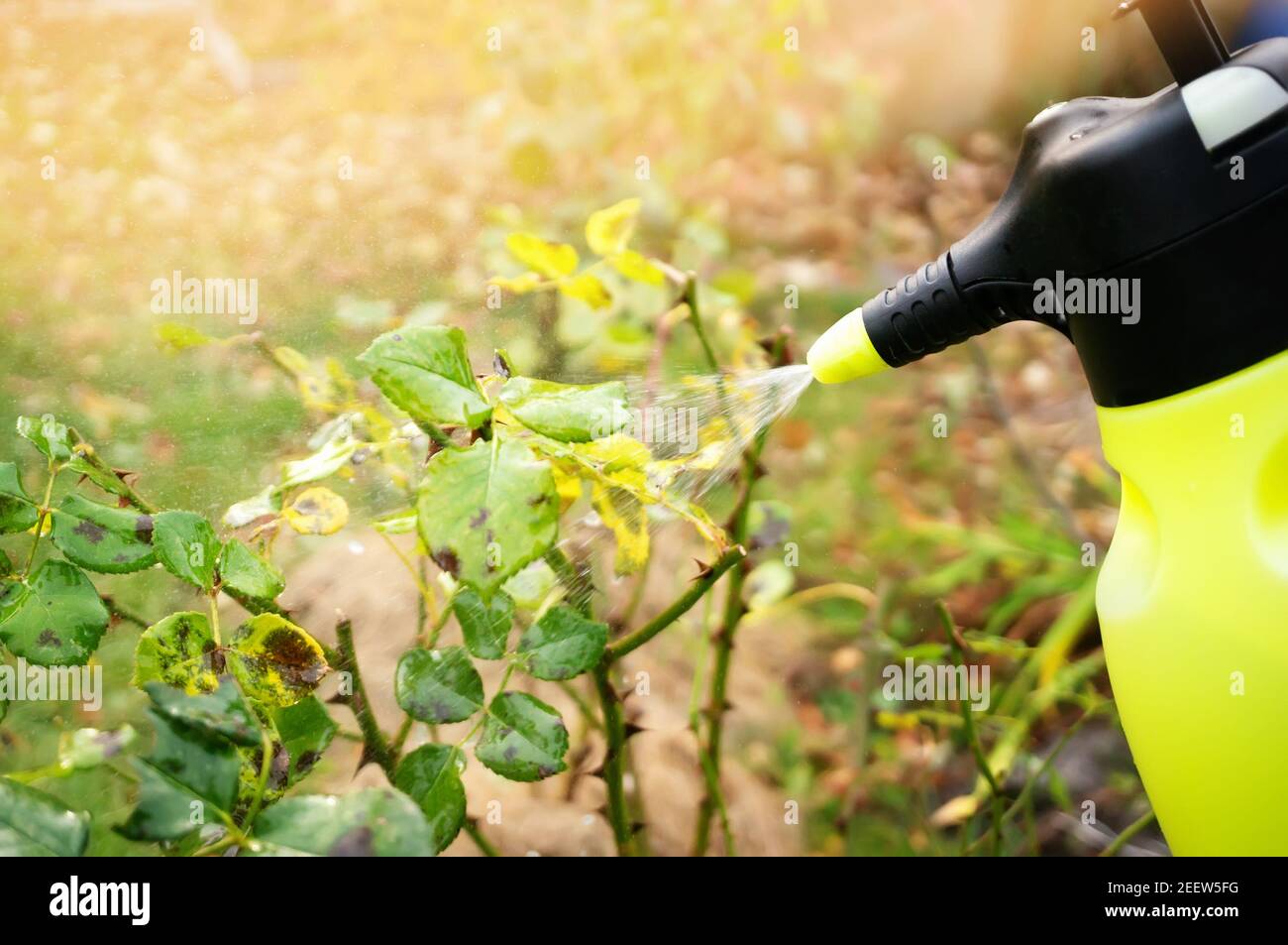 Rose black spot treatment hires stock photography and images Alamy