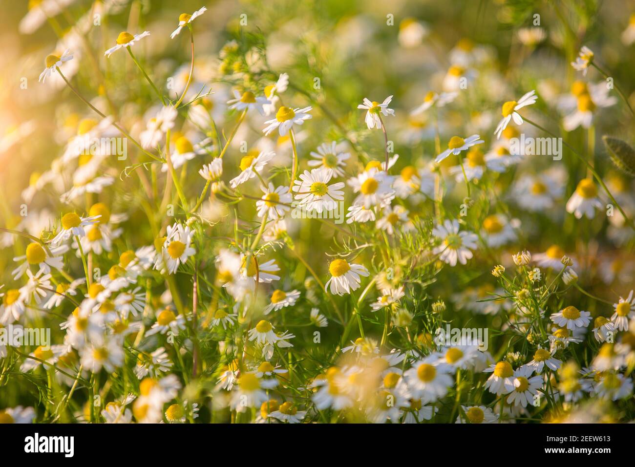 Blooming chamomile field, chamomile flowers on meadow in summer, selective focus. Alternative medicine Spring Daisy. Summer flowers. Beautiful lawn Stock Photo
