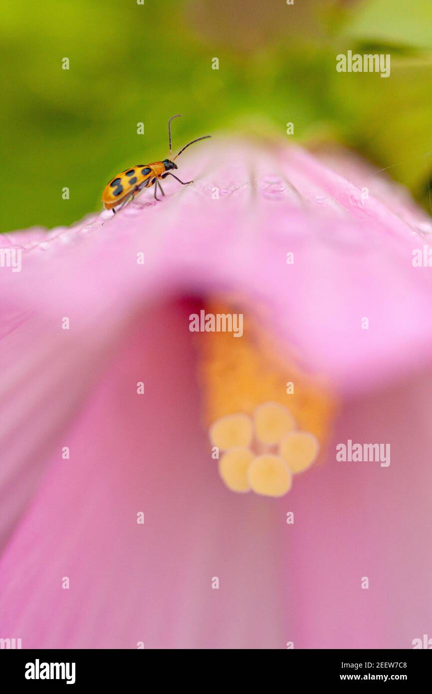 Spotted cucumber beetle hires stock photography and images Alamy