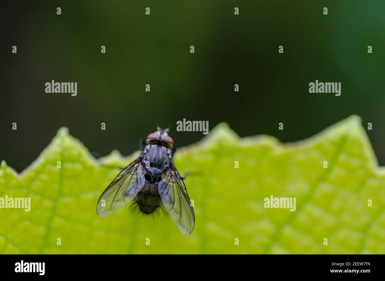 fly sitting on a green leaf in summer Stock Photo - Alamy