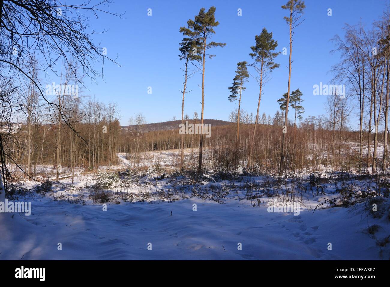 Winter-Fotohintergrund – 3 X 3 M, Verschneite Landschaft, Vinyl, Für Weihnachtsfotos & Partydeko