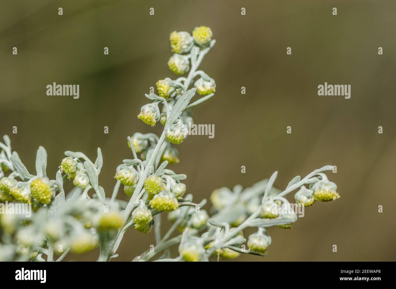 Present absent hi-res stock photography and images - Alamy