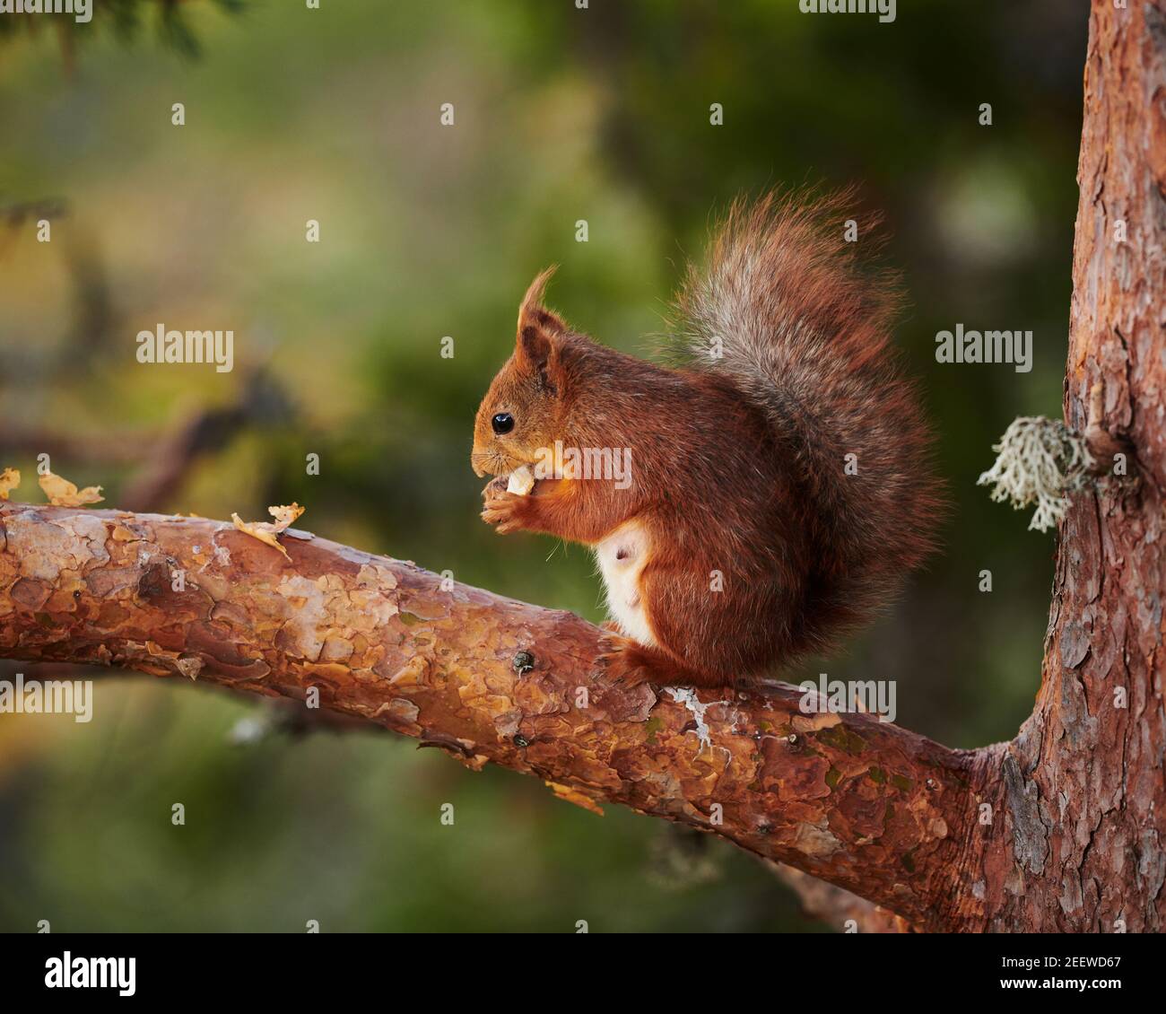My Image 30
