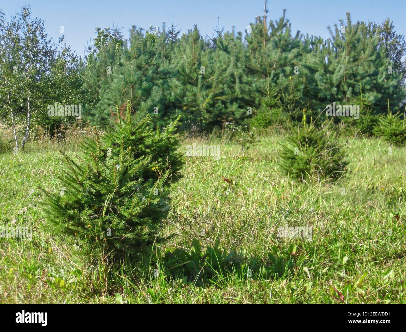 Growing trees in forest at sunny day Stock Photo - Alamy