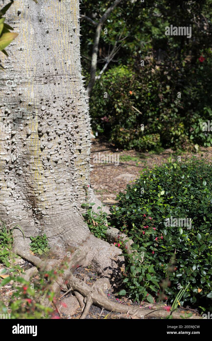 Chorisia speciosa - silk floss tree - close up of trunk. Stock Photo