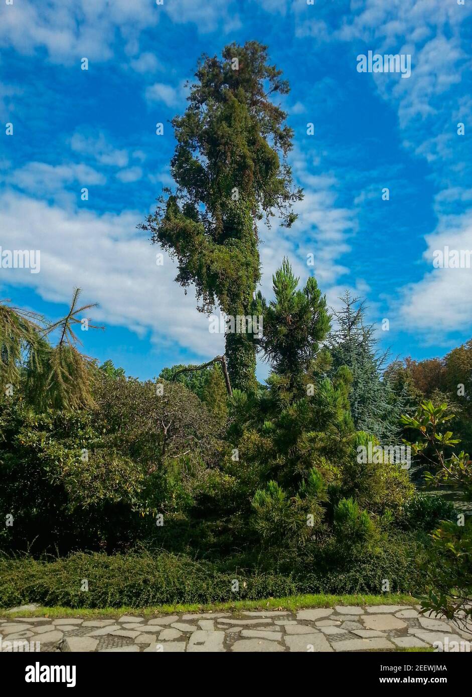 High Tree Bush Tree stream valley high hi-res stock photography and images - Alamy