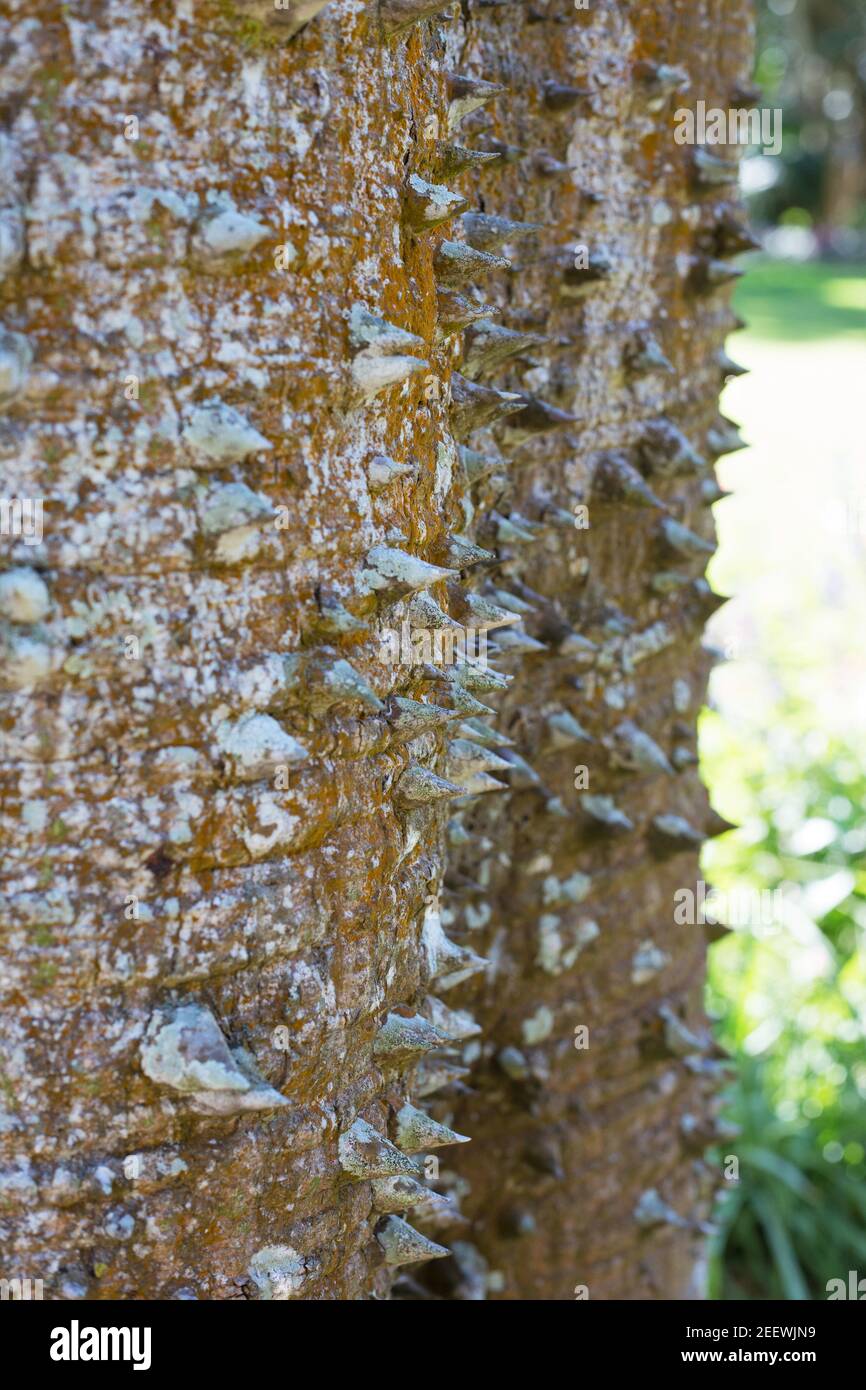 Chorisia speciosa - silk floss tree - close up of trunk. Stock Photo