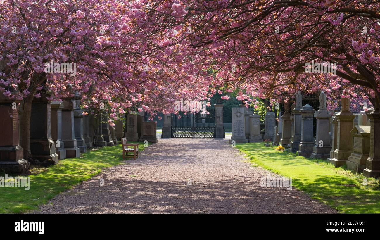 Looking Towards the Entrance of Allenvale Cemetery in Aberdeen Along a Driveway Overhung with Cherry Blossom Stock Photo