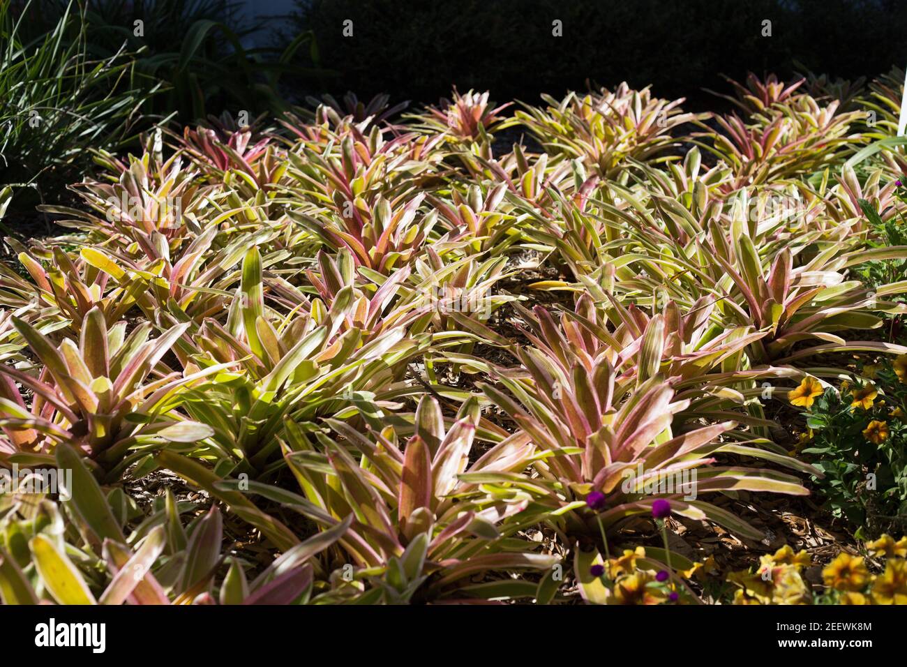 Bromeliad plants hires stock photography and images Alamy