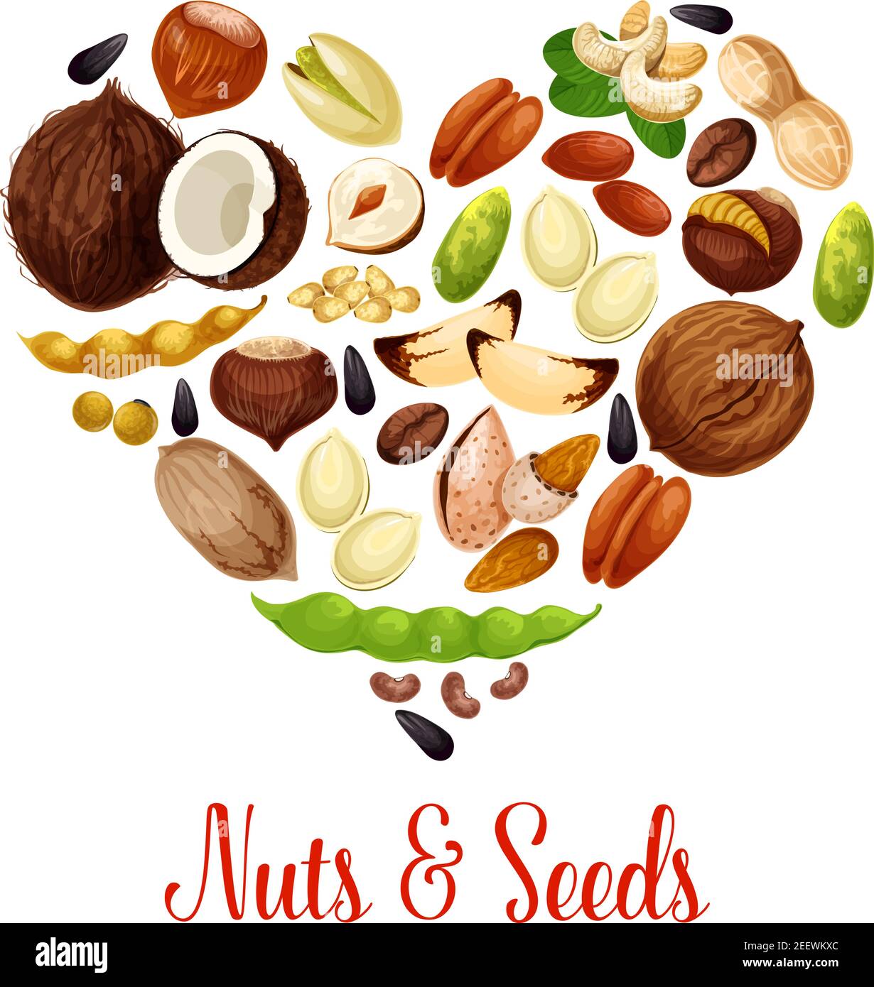 Nuts, seed and bean heart of healthy snack food. Peanut, almond, pistachio, walnut, hazelnut and pecan, cashew, sunflower and pumpkin seed, coffee and Stock Vector