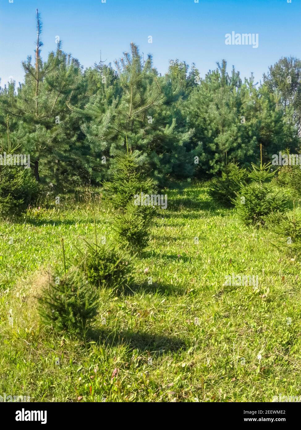 Growing trees in forest at sunny day Stock Photo - Alamy