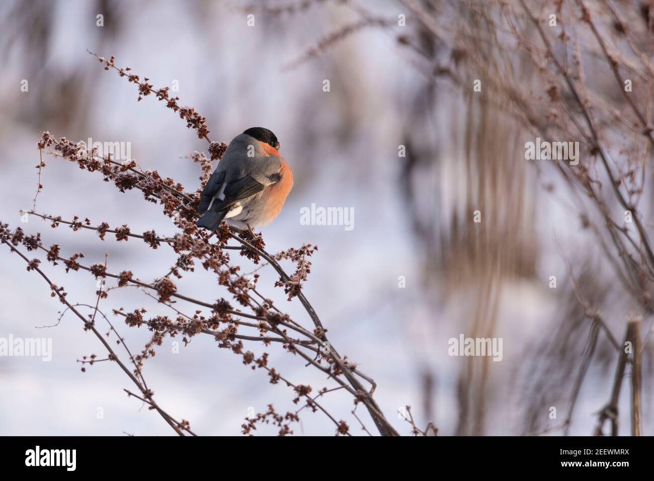 A Male Bullfinch (Pyrrhula Pyrrhula) Perched on a Broad-Leaved Dock Stem (Rumex Obtusifolius) in a Snow-Covered Landscape Stock Photo