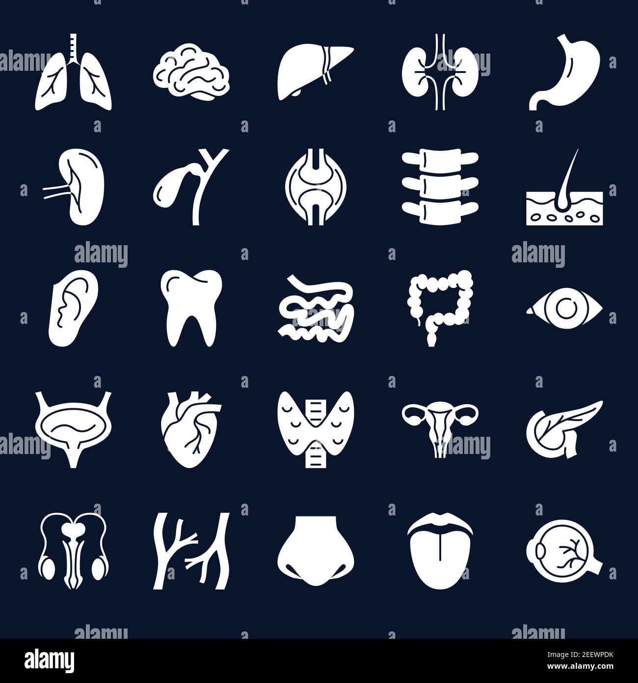 Anatomy icons collection with human internal organs symbols. Medical set in glyph style. Vector illustration. Stock Vector