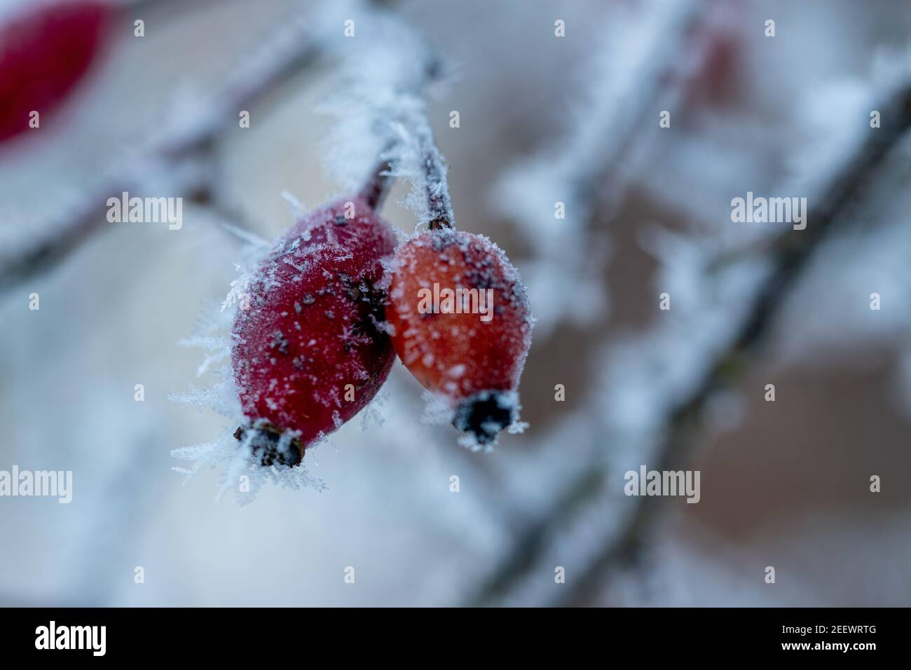 The red fruits of the dog rose, the rose hips are covered with hoarfrost and ice crystals after a cold night. Stock Photo