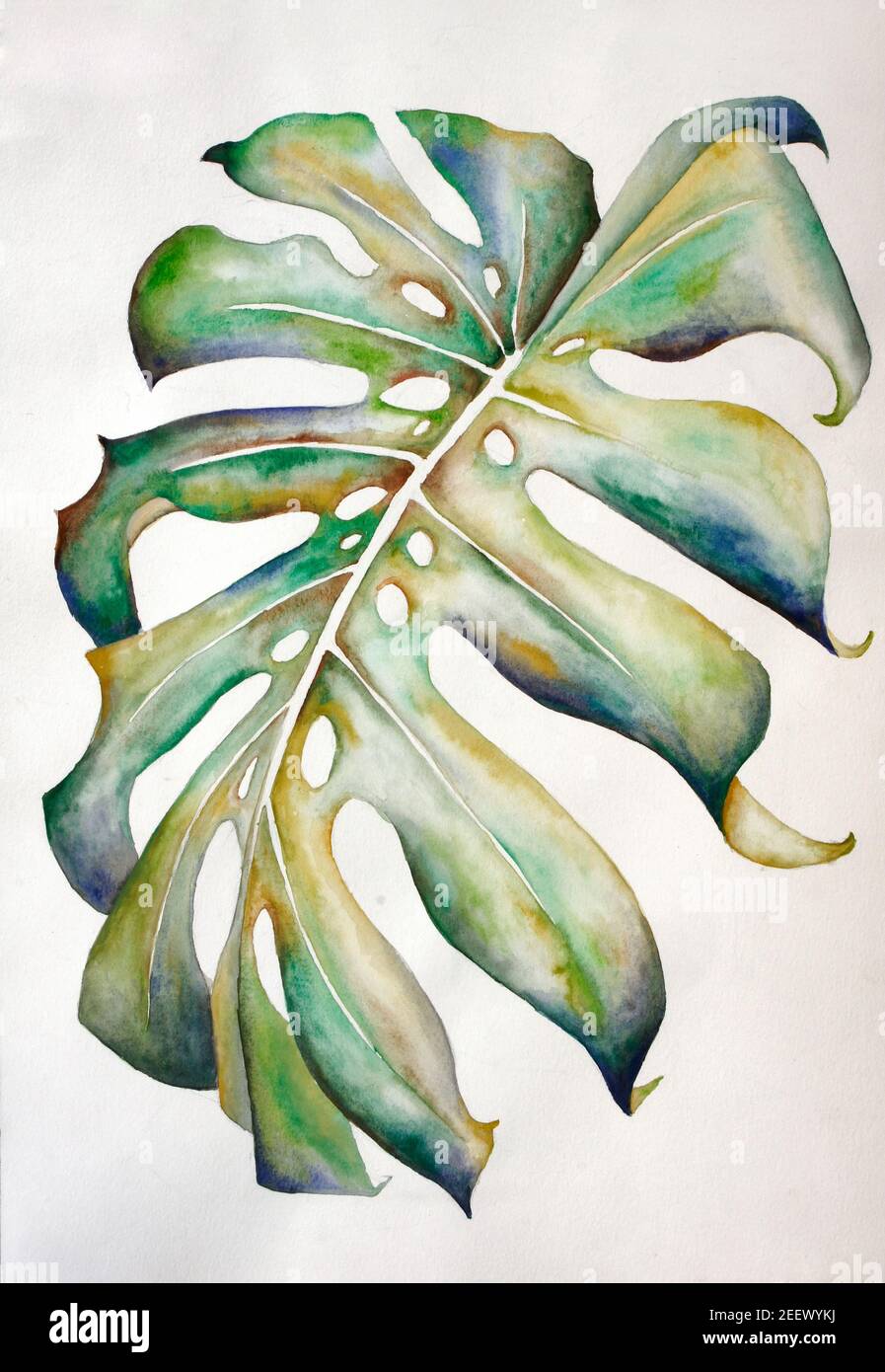 Abstract watercolor painting of a swiss cheese plant leaf. Handmade with  ink and water Stock Photo - Alamy