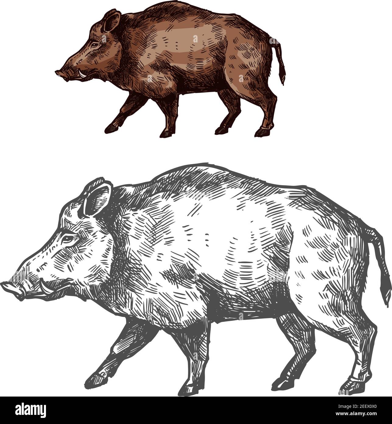 Boar Wild Animal Sketch Vector Icon Side View Wild Aper Swine Or Pig Hog For Wildlife Fauna And Zoology Or Hunting Sport Team Trophy Symbol And Natur Stock Vector Image Art