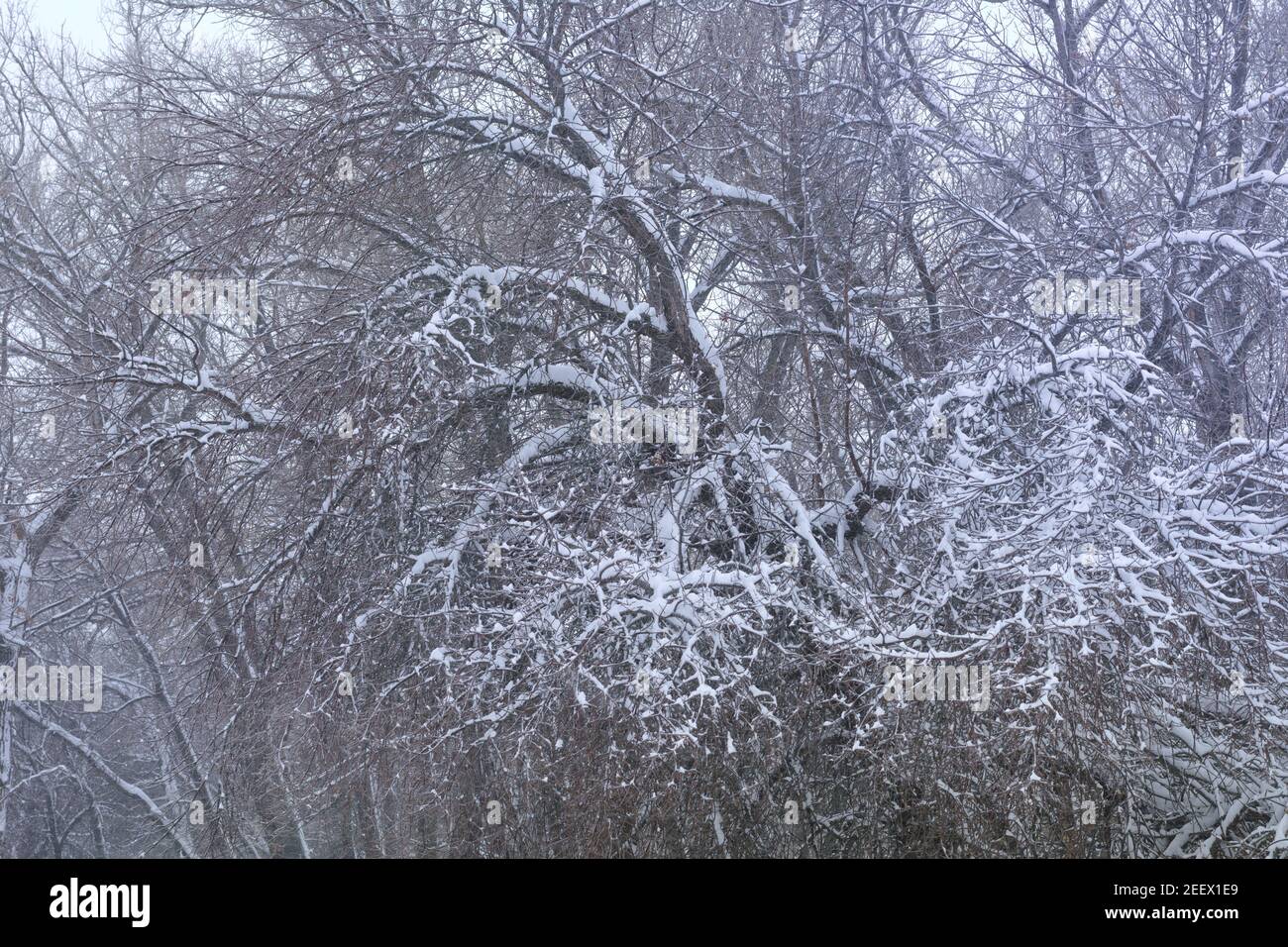 Branches of large tree covered with frost in winter. Snow and blizzard in forest. Frosty bad weather concept. Stock Photo