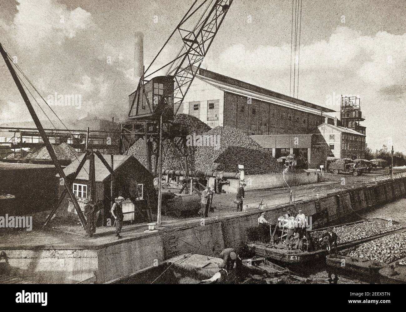 Weisse schlesische zuckerrube hires stock photography and images Alamy