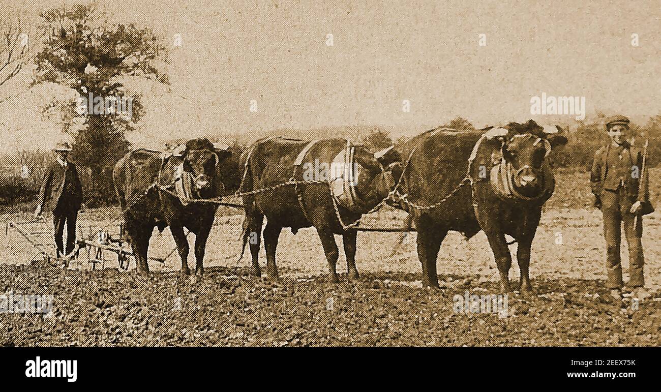 An old press photograph of farmers ploughing with oxen in the Cotswolds circa 1930's. Oxen were traditionally used  rather than horses in Britain prior to WWI as they were stronger and had much more resilience to becoming tired, except in very hot conditions when horses cope better . They  were commonly castrated adult male cattle to make them easier to control. Though sometomes shoed, the practice was not common in Britain. This involved fitting two half-moon shaped iron 'cues' (shoes) on each foot. Stock Photo