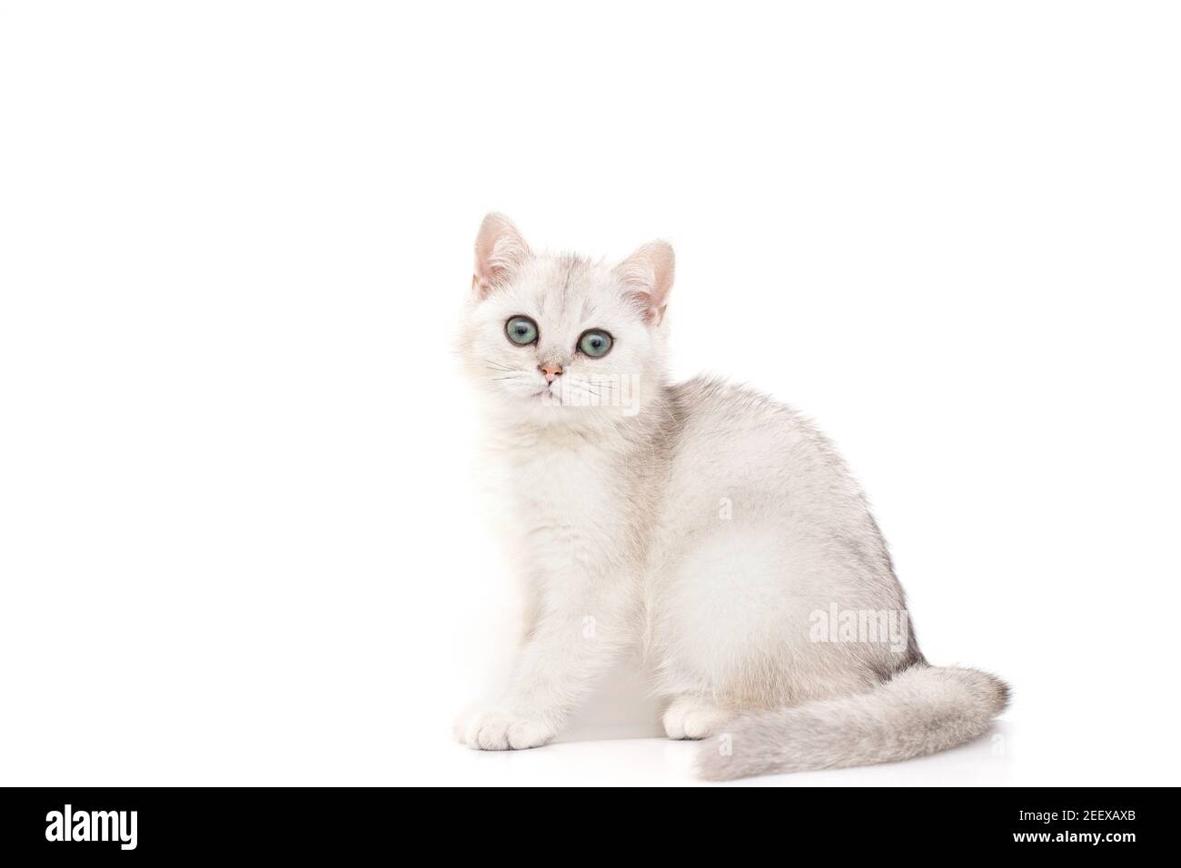 Beautiful white with gray kitten of British breed sits on a white background. Stock Photo