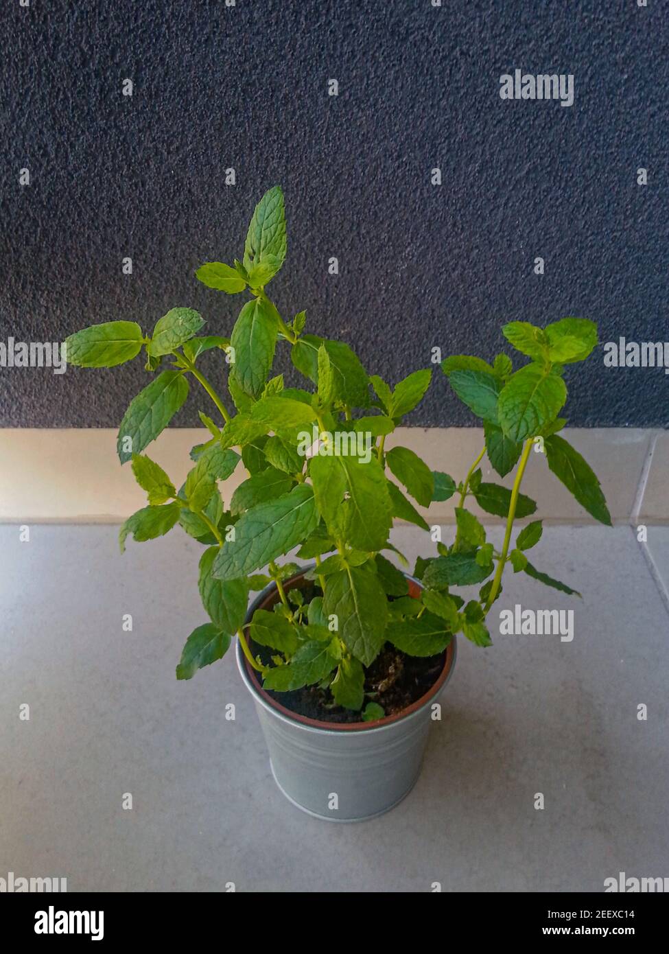 Mint plant planted in metal flowerpot at balcony Stock Photo
