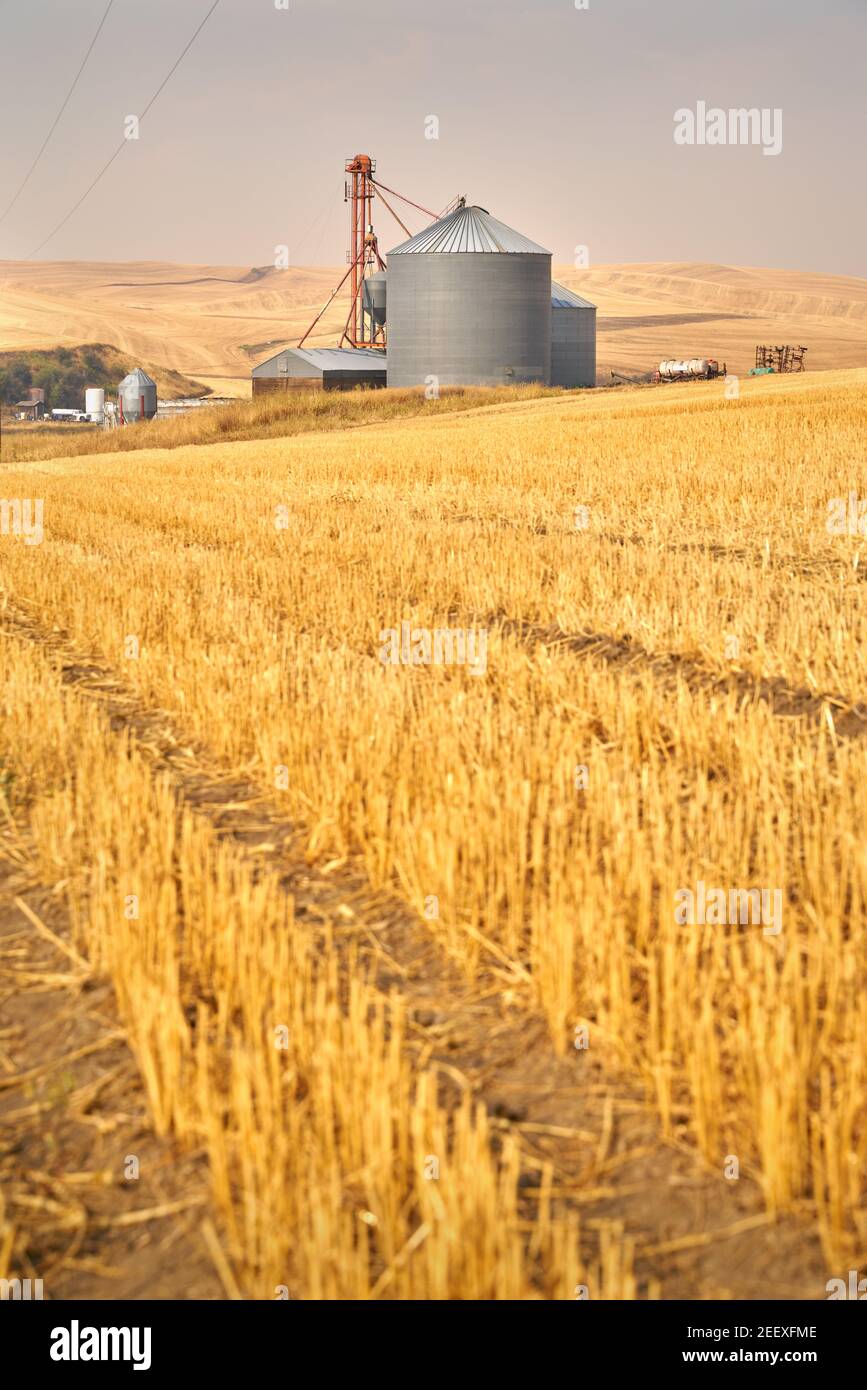 Grain Silos in Field vertical. A wheat field with grain silos for storage Stock Photo Alamy